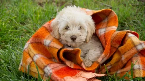 Tasmanian Labradoodles: In need of a home- 250 puppies saved from puppy farm...