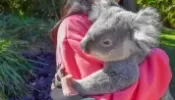 Koala cuddles banned at popular Australian sanctuary visited by Taylor Swift and Vladimir Putin