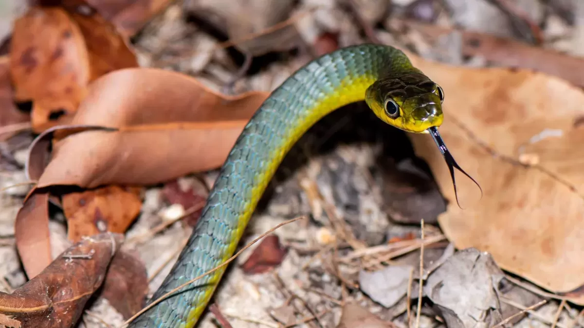 Snake: Bolton family shock at seeing snake in back garden...